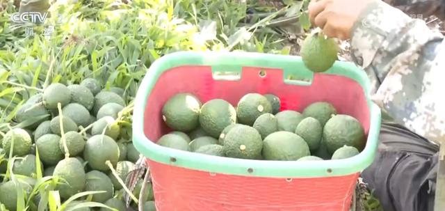 特色产业铺就乡村振兴“丰饶路” 点燃强村富民新引擎