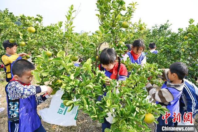 （乡村行·看振兴）发展乡村特色产业 浙江乐清“土特产”铺就“富民路”