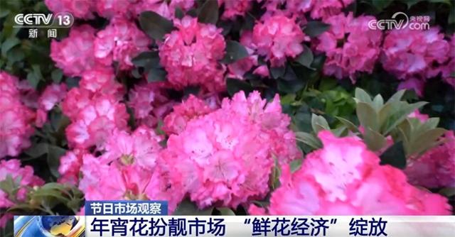 年宵花扮靓市场“鲜花经济”绽放 花卉产业激活经济增长新引擎