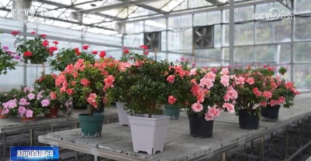 年宵花扮靓市场“鲜花经济”绽放 花卉产业激活经济增长新引擎