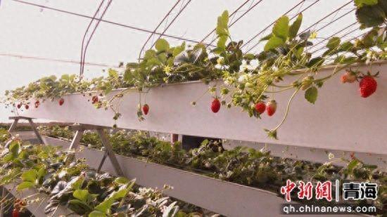 共和县：产业格局从“一树独大”转变成“遍地开花”