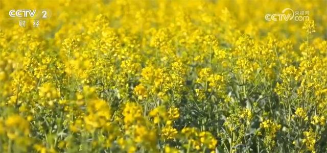 踏青赏花正当时 多地以“花”为媒装扮乡村特色产业路