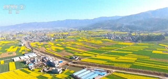 踏青赏花正当时 多地以“花”为媒装扮乡村特色产业路