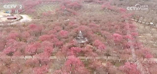 踏青赏花正当时 多地以“花”为媒装扮乡村特色产业路