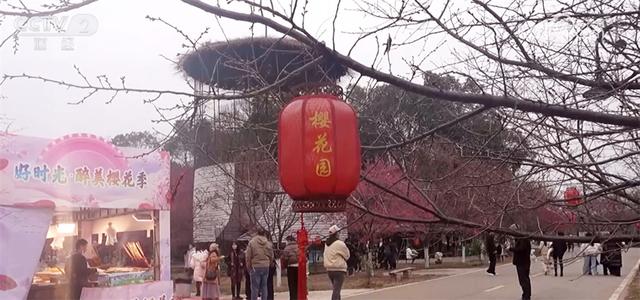 踏青赏花正当时 多地以“花”为媒装扮乡村特色产业路