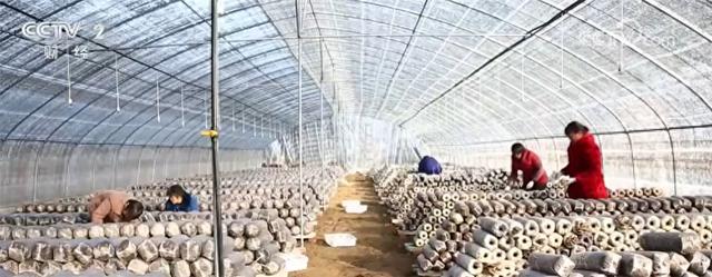 发展有奔头、农民尝甜头 “攥指成拳”推进脱贫地区帮扶产业高质量发展