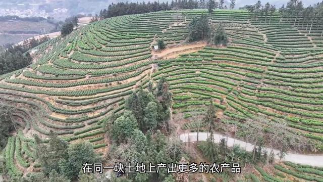 新华视点丨产业“破题” 绘就振兴“答卷”