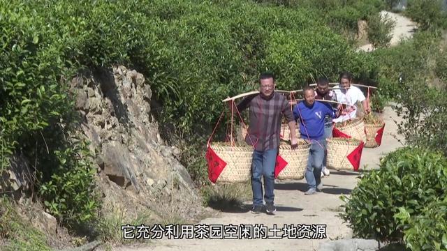 新华视点丨产业“破题” 绘就振兴“答卷”