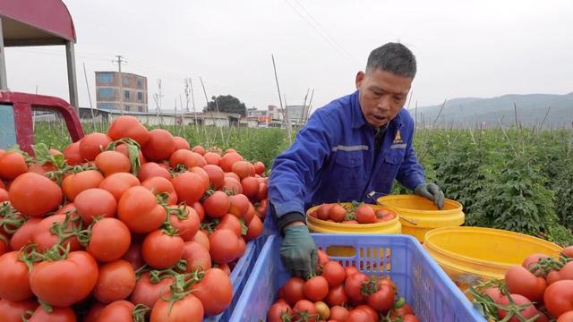 新华视点丨产业“破题” 绘就振兴“答卷”