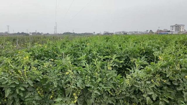 新华视点丨产业“破题” 绘就振兴“答卷”