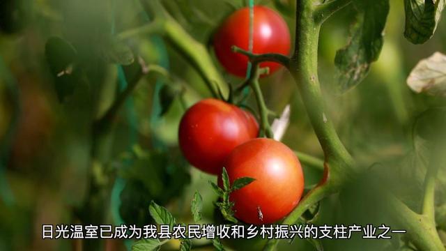 新华视点丨产业“破题” 绘就振兴“答卷”